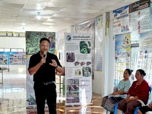 พช.สุวรรณคูหา บูรณาการภาคีเครือข่าย แก้ไขปัญหา "กล้วยตายพลาย" หนุนความมั่นคงทางอาหาร ยกระดับคุณภาพชีวิตชุมชนอย่างยั่งยืน